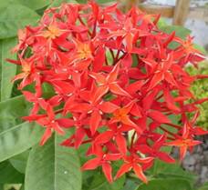 Full size picture of Ixora, Jungle Flame (Ixora singaporensis)